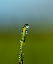Martin Kern / Schachtelhalm und Wassertropfen