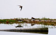 Szene auf Mini - Insel