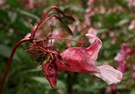 Schön wie eine Orchidee, aber!