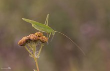 Gemeine Sichelschrecke (Phaneroptera falcata)