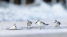 Sanderling-Gang