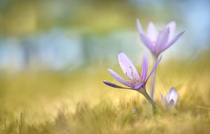 Colchicum autumnale ...,