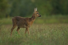 Fellwechsel - der Herbst beginnt