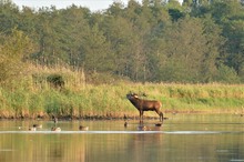 Die Brunft hat begonnen