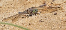 Blaupfeilmann im Feinsand