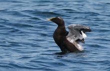 Trauerente auf der Ostsee