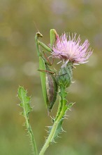 Mantis Religiosa