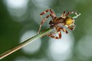 Vierfleckkreuzspinne - male