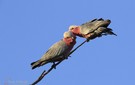 Rosakakadu (Eolophus roseicapilla)