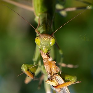 Mantis mit Beute