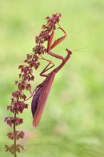 Mantis Religiosa