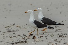 Heringsmöwe Larus fuscus