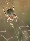 Vierfleckkreuzspinne -  female