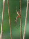 *Herbstspinne-Männchen*