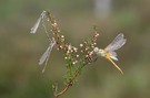 Herbstlibellen