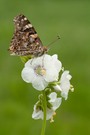 Distelfalter