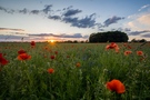 Mohnfeld bei Sonnenuntergang