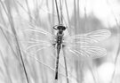 Libelle mal ganz farblos....