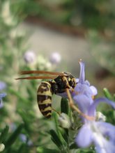 Wespe auf Blüte