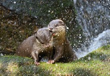 Otterliebe