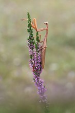 Mantis Religiosa