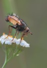 Igelfliege,eine der so benannten Arten