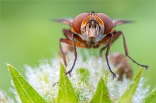 Breitflügelige Raupenfliege