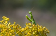 Mantis