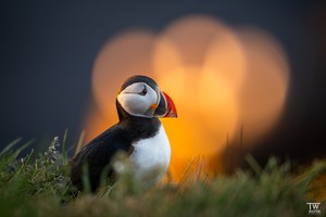 Puffin-Flare...