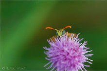 Gallische Feldwespe (Polistes dominula)