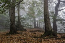 Erste Nebel im Wald