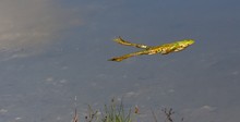 springender Seefrosch