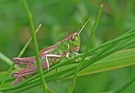 Farbanomalie