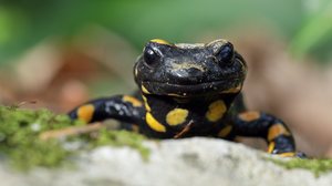 Feuersalamander