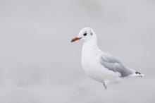 Lachmöwe am Strand