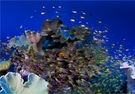 Unterwasserwelt Korallenriff