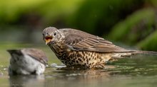 Und auch HINTER den Ohren waschen, Hörst DU ....!!!