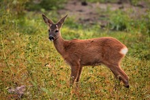 Junger Bock