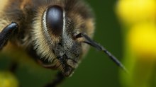 Bienenportrait