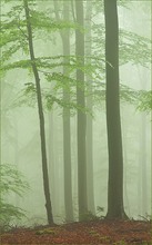 Frühling im Buchenwald