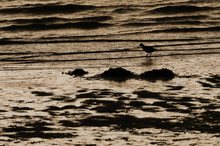 Herbst auf Texel