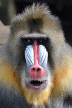 Mandrill (Mandrillus sphinx)