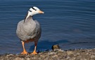 Streifengans - Bar-headed  Goose  - Anser indicus