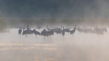 Frühmorgens bei den Kranichen