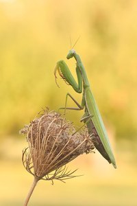 Mantis Religiosa