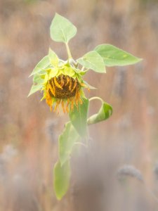 Herbst II
