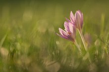 Zartes Leuchten der Herbstzeitlosen