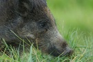 Junges Wildschwein - Portrait