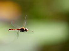 Heidelibelle im Flug