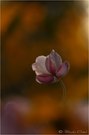 Herbst-Anemone (Anemone hupehensis)